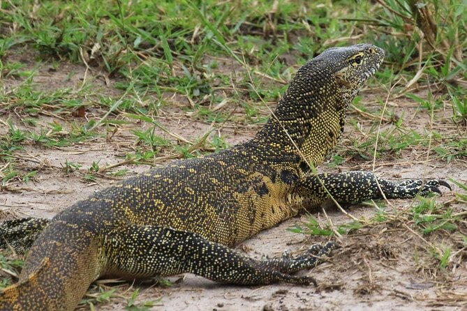 Full Day Shared Akagera Safari Tour with Lunch and Coffee - The Big Five question