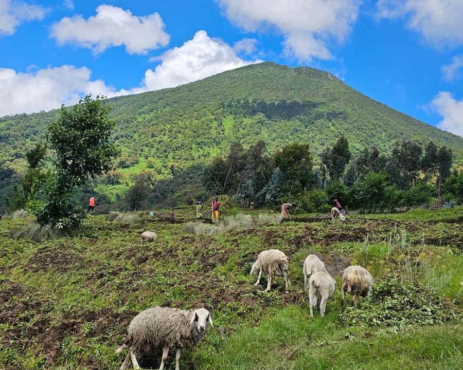 Golden Monkey Trekking with lunch - Key points to know before you book
