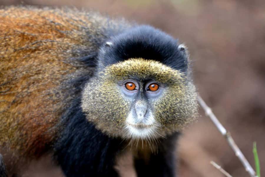 Golden Monkey Trekking with lunch - The short hike to the golden monkeys