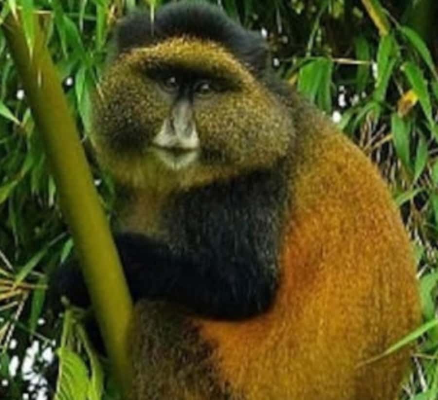 Golden Monkey Trekking with lunch - The possible Diane Fossey Foundation addition