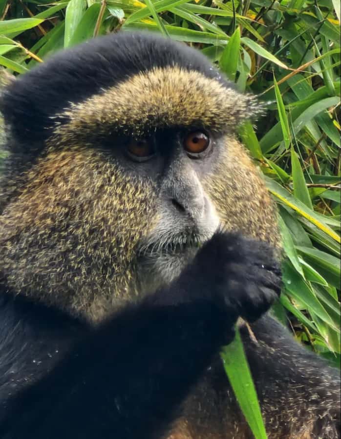 Golden Monkey Trekking with lunch - The 2.5-hour return to Kigali