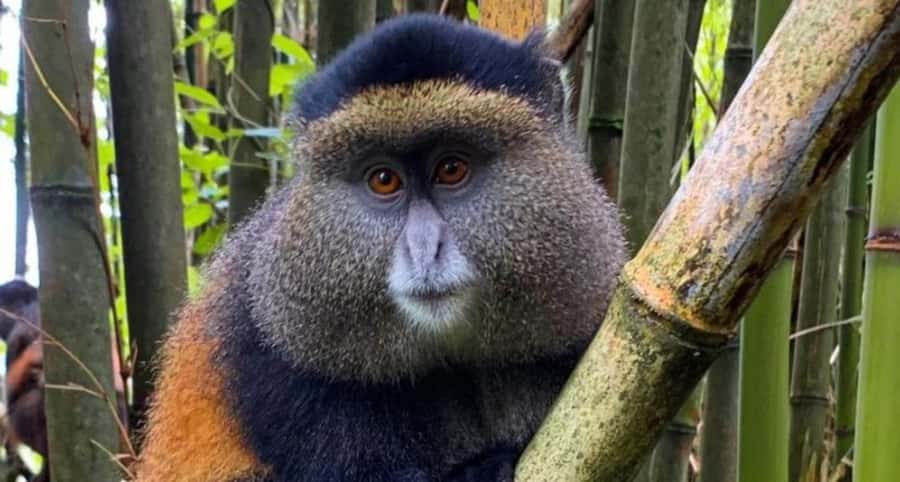 Golden Monkey Trekking with lunch - Who will enjoy this trek most?