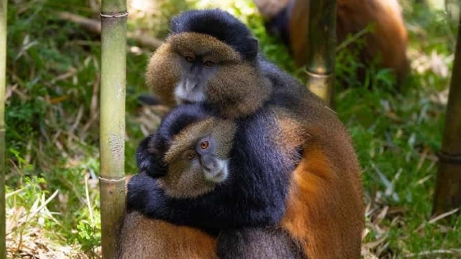 Golden Monkey Trekking with lunch - The 2.5-hour drive from Kigali