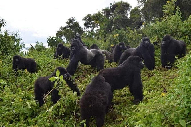 Gorilla trekking &wildlife adventure in Rwanda - Key points to know before booking