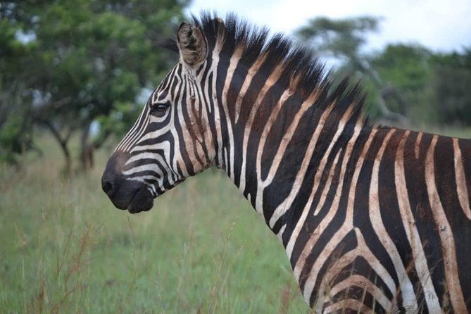 Gorilla trekking &wildlife adventure in Rwanda - Akagera National Park changes the rhythm