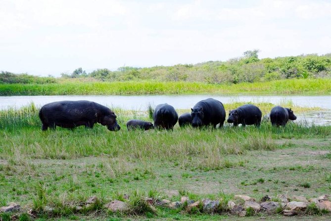 Gorilla trekking &wildlife adventure in Rwanda - Lake Kivu adds a welcome pause