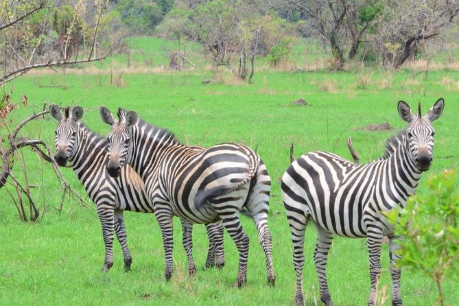 Gorilla trekking &wildlife adventure in Rwanda - Volcanoes National Park and the gorilla trek