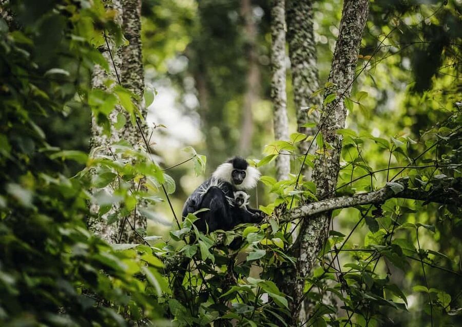 Kigali:1 Day Nyungwe Canopy Walk & Waterfall Tour adventure - Lunch before the afternoon hike