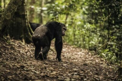 1 Day Nyungwe Canopy Walk & Waterfall Tour adventure