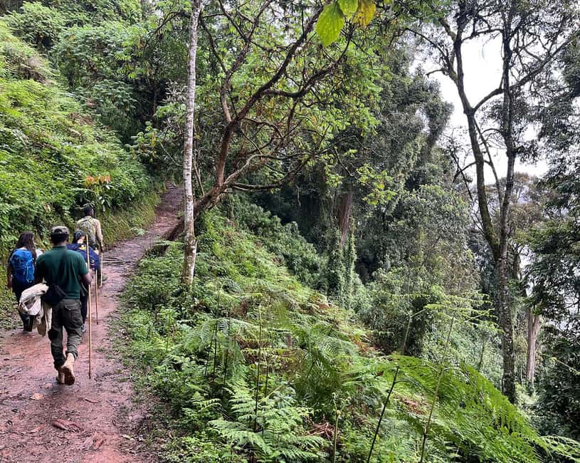 Kigali:1 Day Nyungwe Canopy Walk & Waterfall Tour adventure - Walking through tea fields to Ndambarare Waterfall