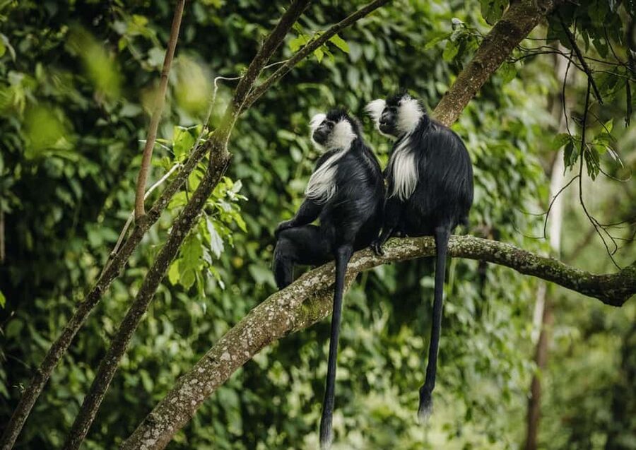 Kigali:1 Day Nyungwe Canopy Walk & Waterfall Tour adventure - What the $290 price really covers