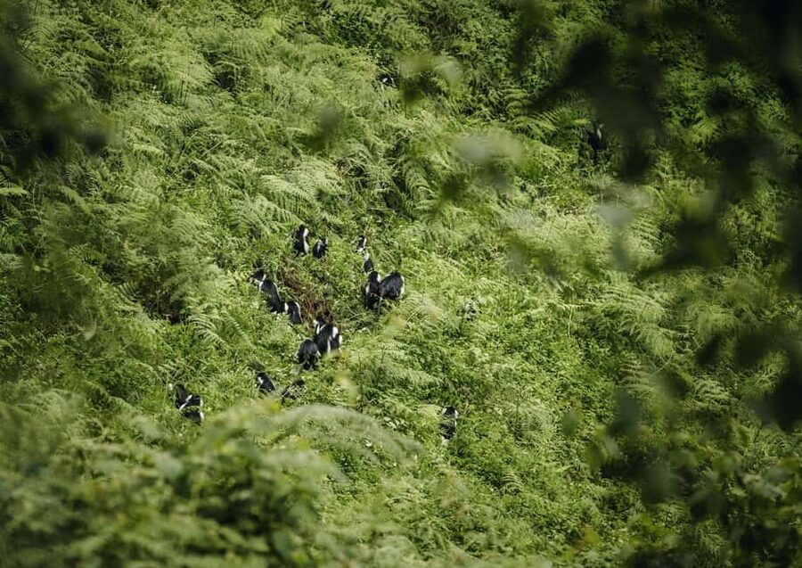 Kigali:1 Day Nyungwe Canopy Walk & Waterfall Tour adventure - Who will enjoy this Nyungwe day trip