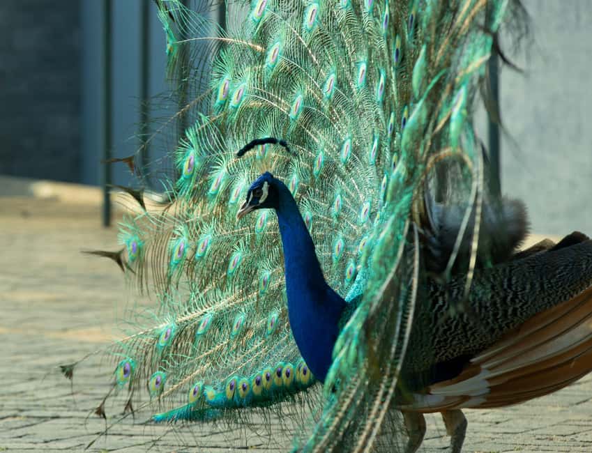 Kigali Eco Park Bird Watching Experience - What to bring to Nyandungu Eco Park