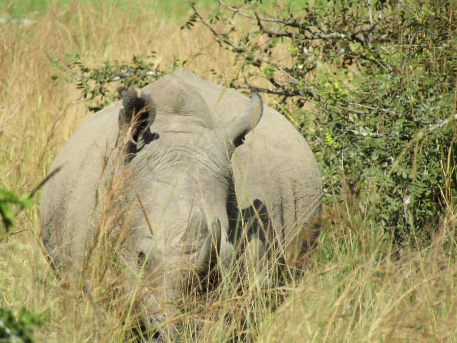 Kigali: Full-Day Akagera Safari + Optional Boat Ride - Why Akagera works as a one-day safari from Kigali