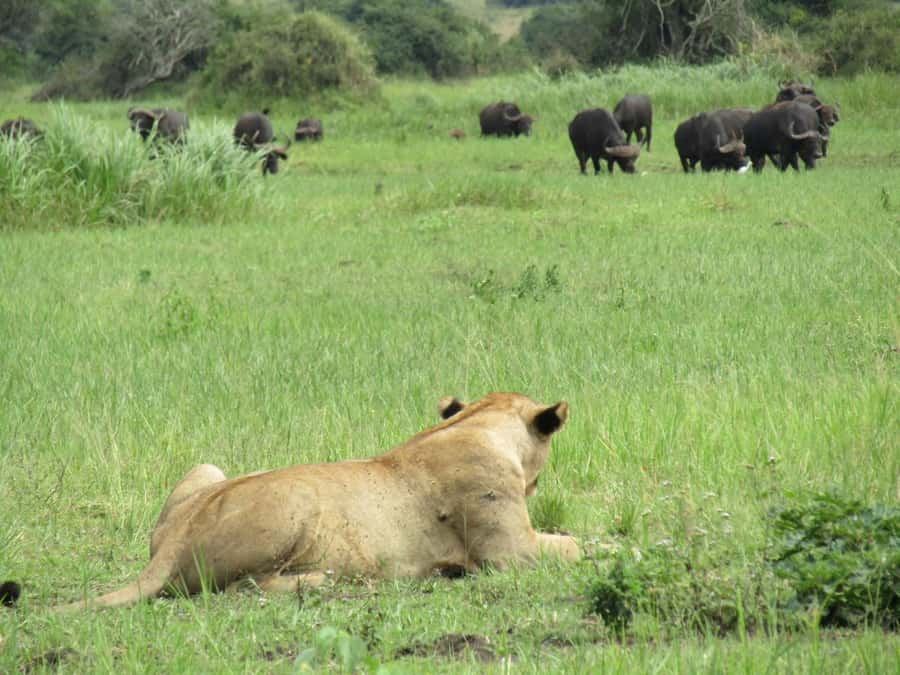 Kigali: Full-Day Akagera Safari + Optional Boat Ride - What you may see across Akagera’s open plains