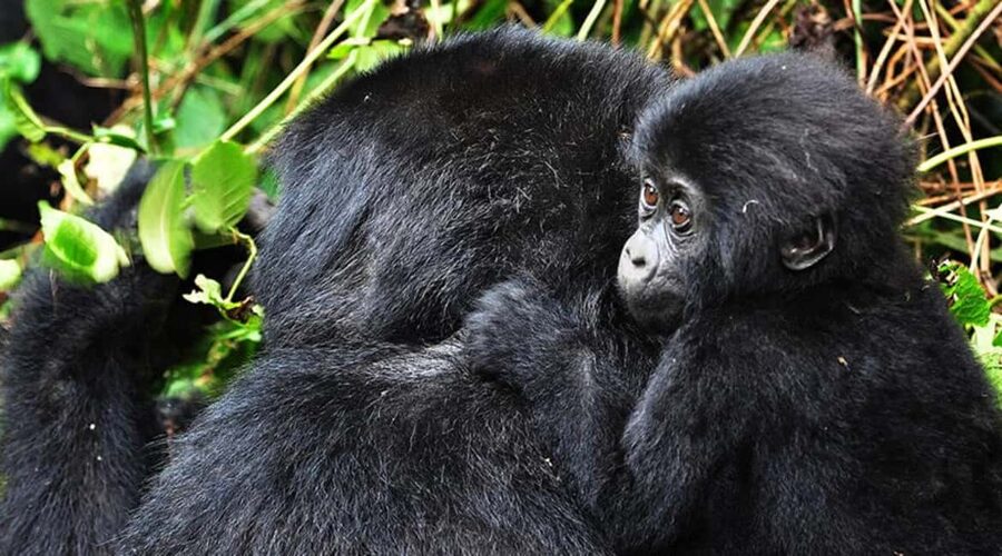 Kigali: Gorilla Trekking in Volcanoes National Park - Key points to know before booking