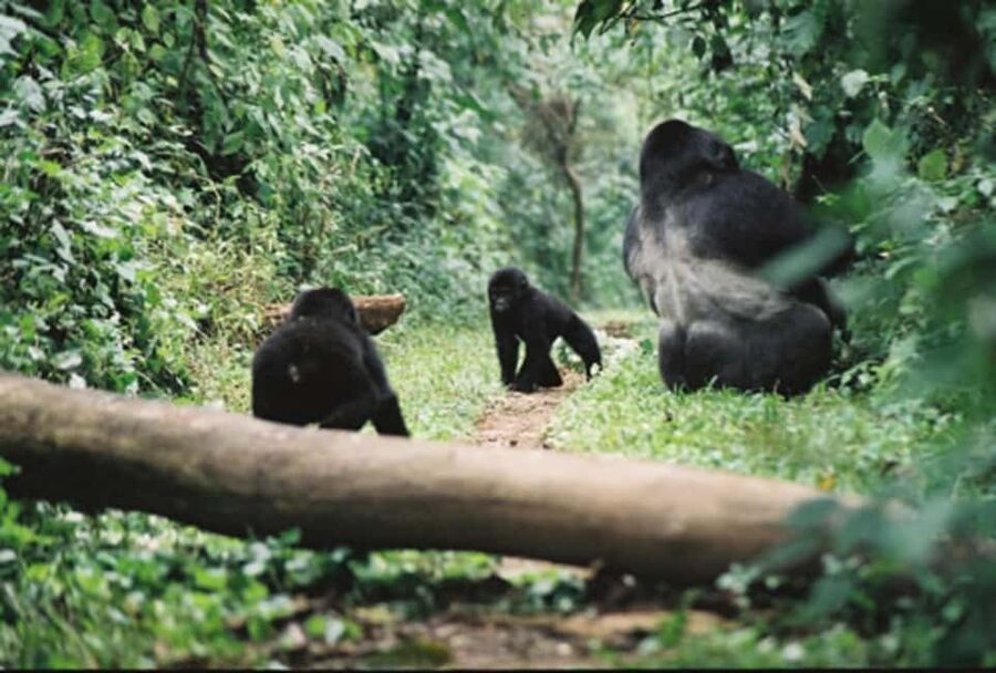 Kigali: Gorilla Trekking in Volcanoes National Park - Kinigi and the national park briefing