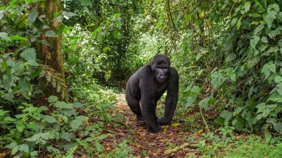 Kigali: Gorilla Trekking in Volcanoes National Park - Should you book the Kigali gorilla trek?