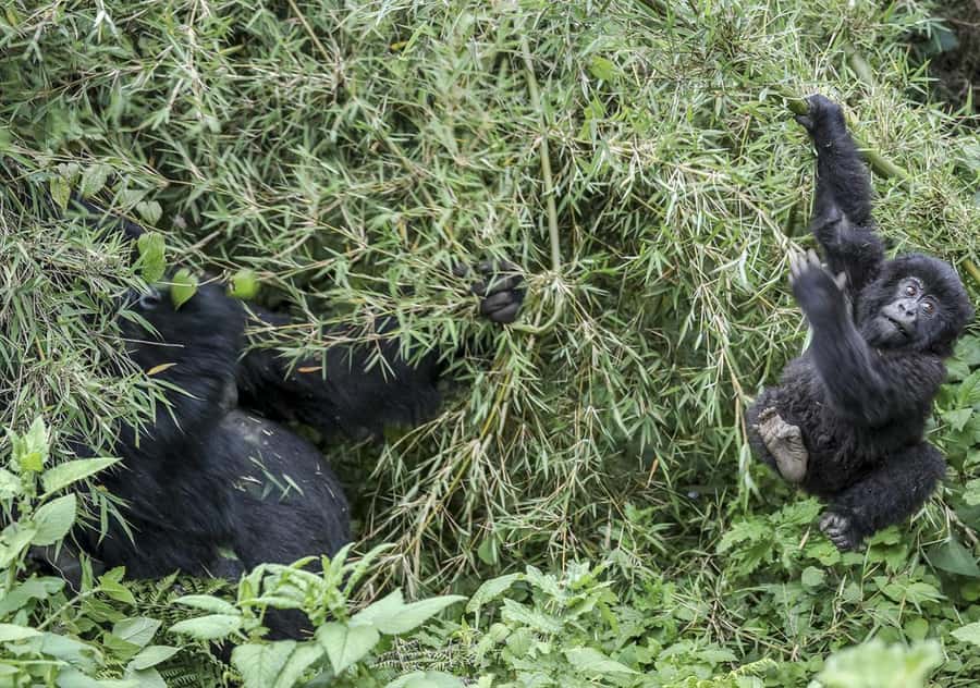 Kigali: Rwanda Gorilla Tracking in Volcanoes National Park - Why this Rwanda gorilla trek is such a big day