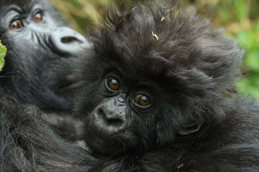 Kigali: Rwanda Gorilla Tracking in Volcanoes National Park - Coffee, briefing, and the move to the trailhead