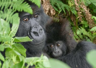 Rwanda Gorilla Tracking in Volcanoes National Park