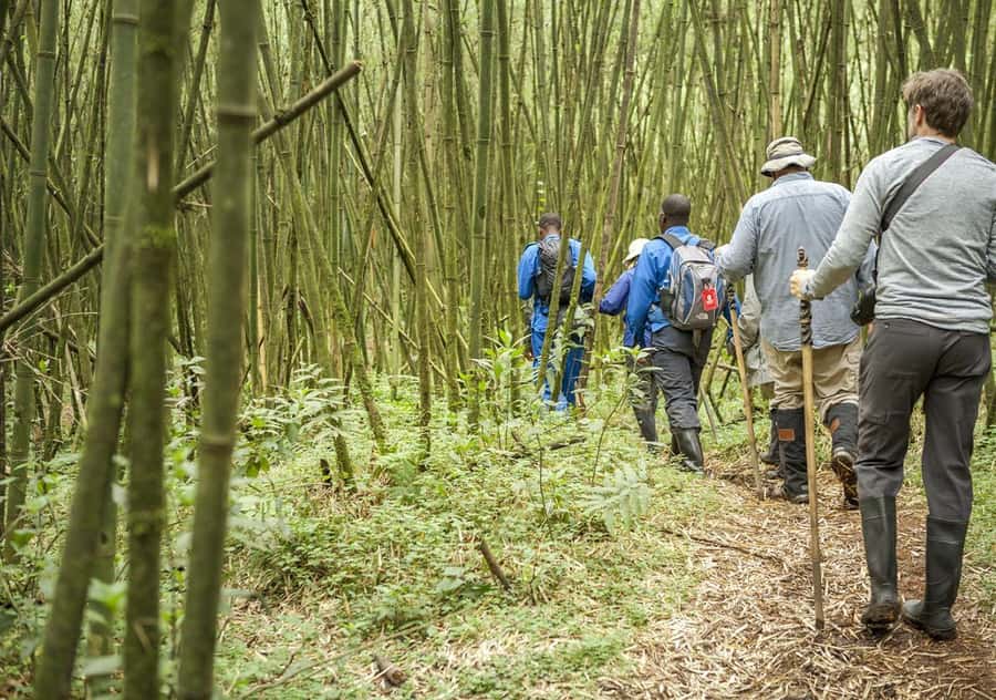 Kigali: Rwanda Gorilla Tracking in Volcanoes National Park - One hour with the mountain gorillas