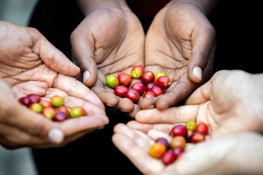 Kigali: Traditional Coffee Experience ( Bean to Brew) - Traditional roasting and modern roasting side by side