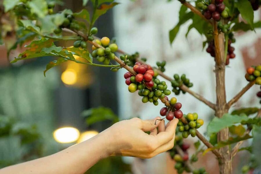 Kigali: Traditional Coffee Experience ( Bean to Brew) - Is $50 a fair price?