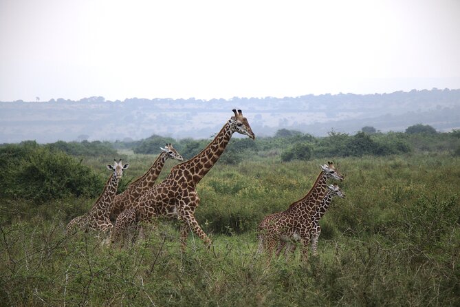 One-day Akagera National Park Game Drive with a Choice 4x4 - Why Akagera is worth the early start