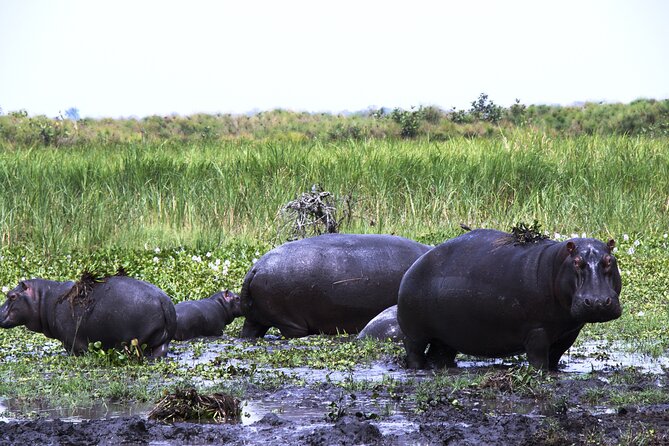 One-day Akagera National Park Game Drive with a Choice 4x4 - What you might see on the drive