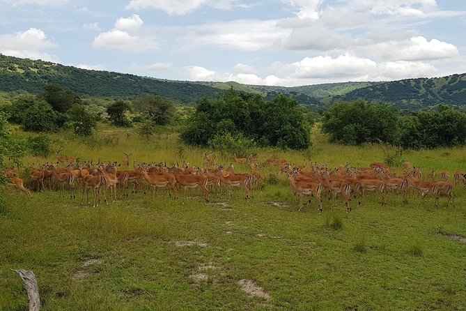 One-day Akagera National Park Game Drive with a Choice 4x4 - Adding the Lake Ihema boat ride