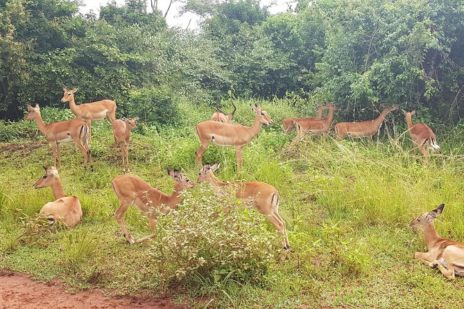 One-day Akagera National Park Game Drive with a Choice 4x4 - Is $205 per person good value?