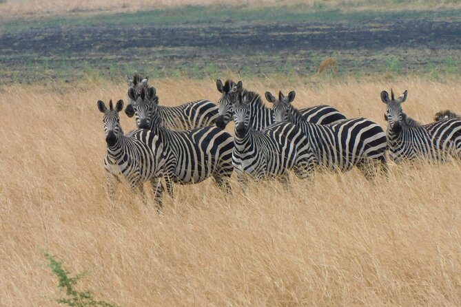One Day Akagera Safari From Kigali - Key points to know before booking