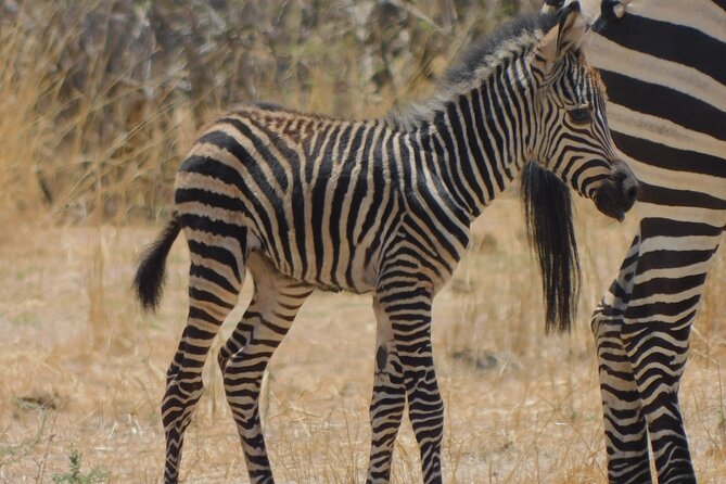 One Day Akagera Safari From Kigali - Elephants, lions, zebras, and the Big Five
