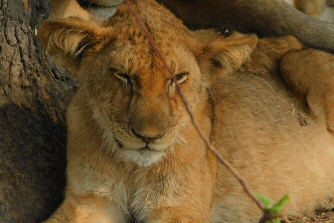 One Day Akagera Safari From Kigali - Lake Ihema and the southern wetlands