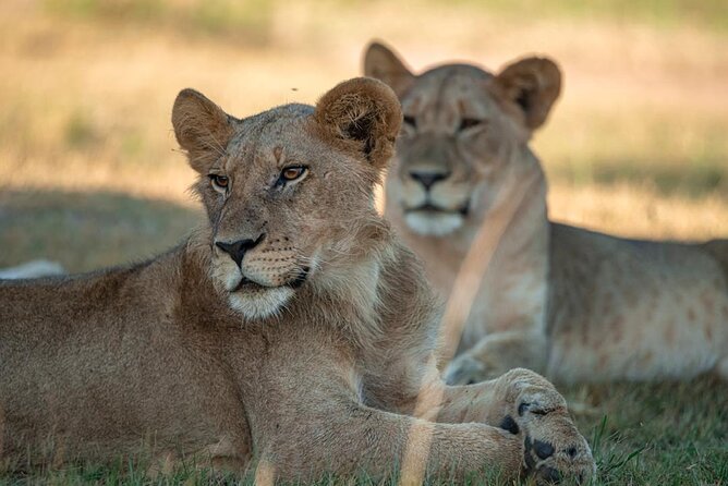 One Day Akagera Wildlife Safari - Key points at a glance