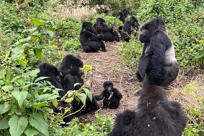 One Day Gorilla Trekking Rwanda & Iby'iwacu Cultural Village - Key points before you book