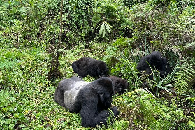 One Day Gorilla Trekking Rwanda & Iby'iwacu Cultural Village - From Kigali to Kinigi before 7:00 am