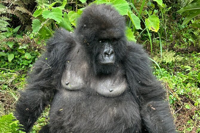One Day Gorilla Trekking Rwanda & Iby'iwacu Cultural Village - Six hours in Volcanoes National Park