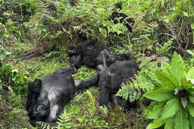 One Day Gorilla Trekking Rwanda & Iby'iwacu Cultural Village - Iby’iwacu Cultural Village and conservation after poaching