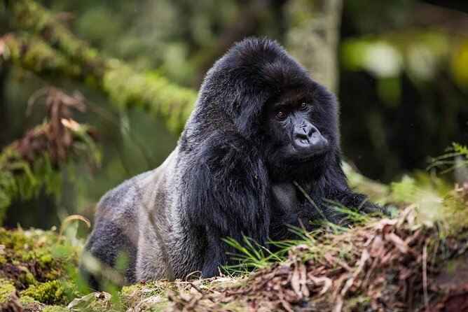 One Day Private Gorillas Tracking in Volcanoes National Park - Key points about this Kigali gorilla trek