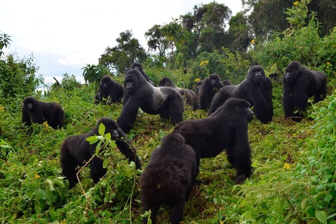 One Day Private Gorillas Tracking in Volcanoes National Park - Who will get the most from this experience