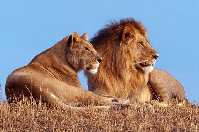 Private 1 Day Akagera Big Five Safari with pick up and lunch. - Leaving Kigali at 5:30 am