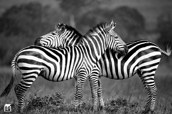 Private 1 Day Akagera Big Five Safari with pick up and lunch. - Lunch, water, and the real value of $440