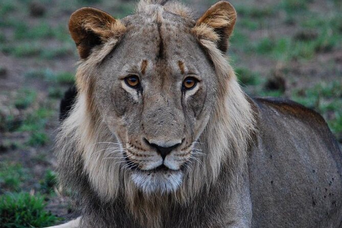 Private 1 Day Akagera Big Five Safari with pick up and lunch. - What the private format changes