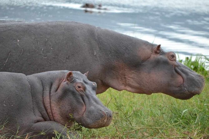 Private 1 Day Akagera Big Five Safari with pick up and lunch. - Who should book this Akagera day trip