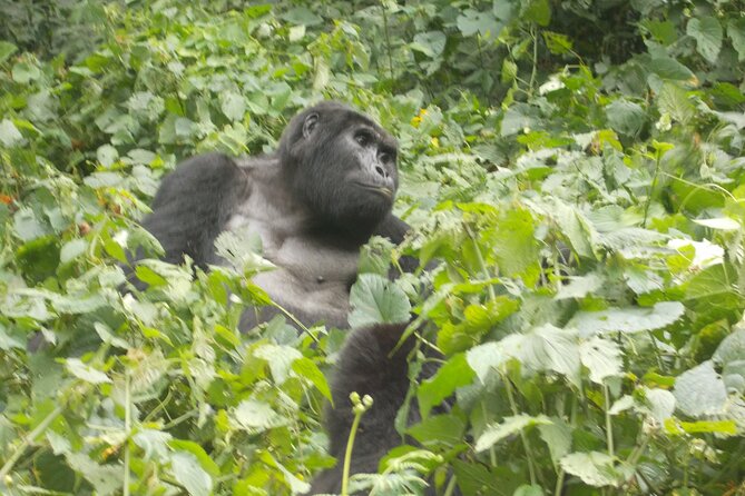 Private 2 Days Volcano Golden Monkey and Bwindi Gorilla Trek - Key points at a glance