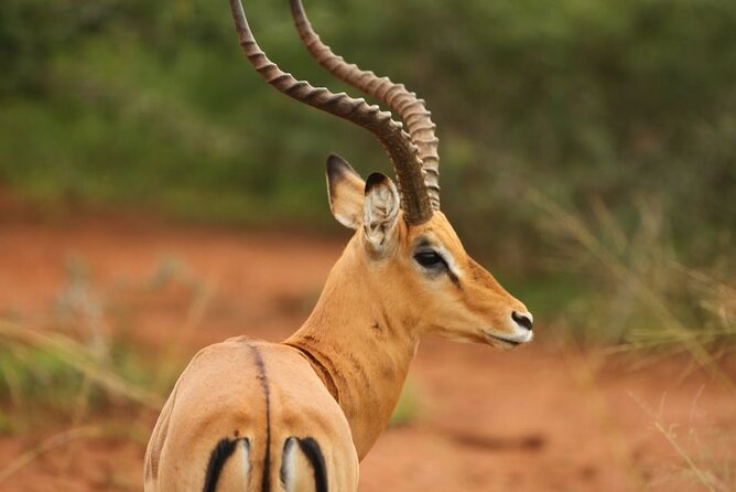 Private Full-Day Tour Akagera Game Drive - Bashana Companies and Imigongo Art Center