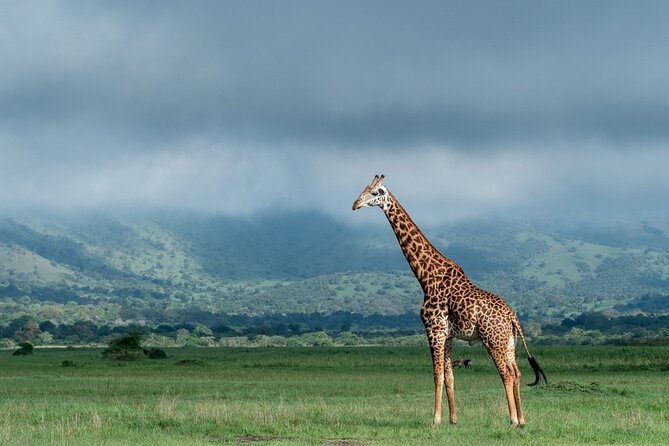Private Full-Day Tour Akagera Game Drive - Six hours inside Akagera National Park