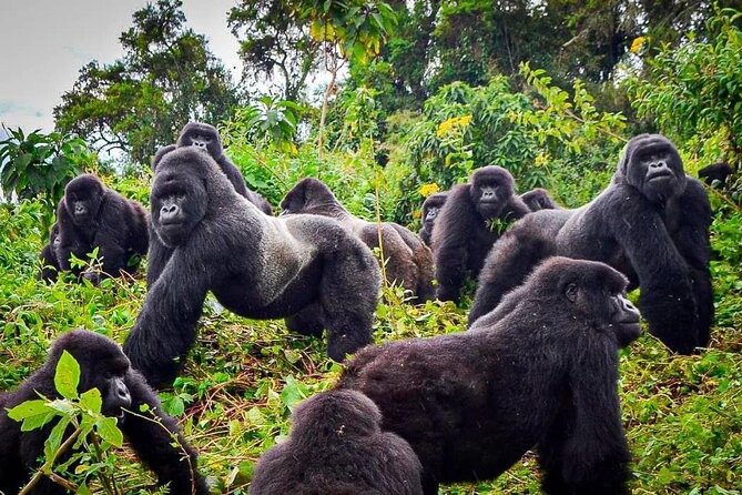 Private Gorilla Trekking Transfer from kigali to Volcanoes N.Park - Why the 4:30 am departure matters